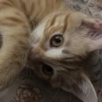 واگذاری گربه شش ماهه خانگی