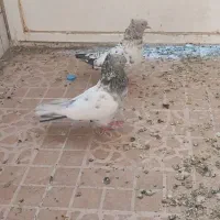 جفت سینه سرور|پرنده|فسا, |دیوار