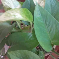 گل پتوس|گل و گیاه طبیعی|شاهرود, |دیوار