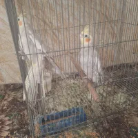 یک جفت عروس هلندی