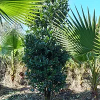 گل یوکا وپیوندی یاس هلندی و ژینگو|گل و گیاه طبیعی|رودسر, |دیوار