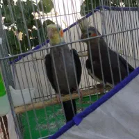 یک جفت عروس هلندی جفت خورده مولد