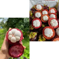 خرمالو گوجه سبز توت فرنگی تمشک هلو|خدمات باغبانی و درختکاری|قزوین, |دیوار