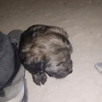 سگ شتیزو تریر