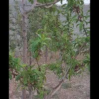 فروش باغ۱۰۰۰ متری نزدیک تبریزقابل تهاتر|فروش خانه و ویلا|صوفیان, |دیوار