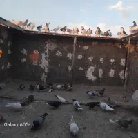 همه جوجه دست خودمه به شرط پر