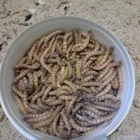 کرم سوپرورم زنده