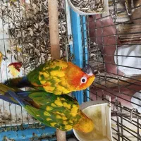 طوطی خورشیدی سخنگو|پرنده|اهواز, گلدشت|دیوار
