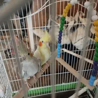 عروس هلندی دونه ای