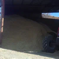 کاه گندم دیم نرم