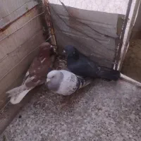 سه تا نر با یه ماده