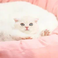 گربه اسکاتیش