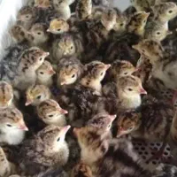 رزرو جوجه بوقلمون برنز انگلیسی یک روزه