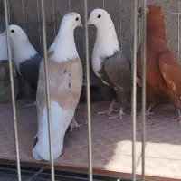 کبوتر کله سفید (کربلایی) و‌ دم سفید، هفترنگ