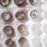 بلدرچین تخم گذار