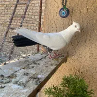 کبوتر دم سیاه ماده کاکلی  چشم نوک سفید