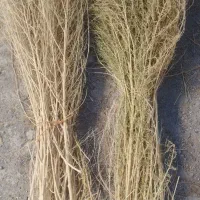 جارو (گزگه باخی )