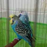 مرغ عشق انگلیسی|پرنده|یزد, |دیوار