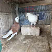 کبوتر پرشی  تظمین|پرنده|رشت, یخسازی|دیوار