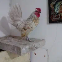 خروس‌سبرایت‌‌بوف