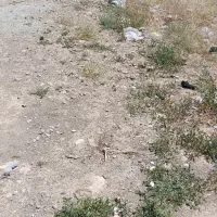 معاوضه زمین در شهرک کوثر با واحد آپارتمان