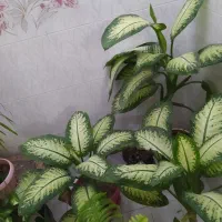 گل طبیعی|گل و گیاه طبیعی|شیراز, پودنک|دیوار