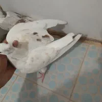 سه عدد جونه.لون|پرنده|دورود, |دیوار