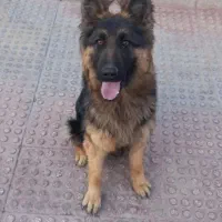 ماده ژرمن شپرد شولاین