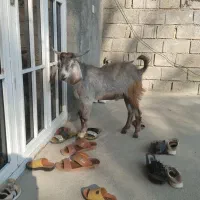 کهره چاق نهر