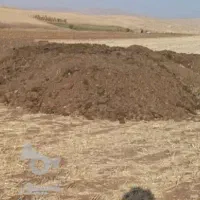 کود حیوانی
