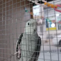 عروس هلندی وایت فیس