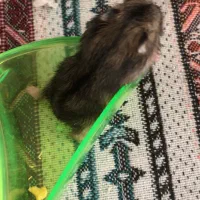 همستر|موش و خرگوش|ایلام, |دیوار