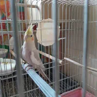 عروس هلندی نر جوجه ۶ماهه بشرط سلامت|پرنده|تهران, سلسبیل شمالی|دیوار