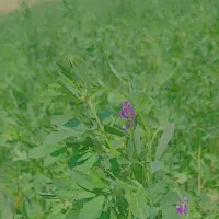 اجاره زمین کشاورزی