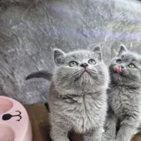 فسقلی های اسکاتیش بریتیش