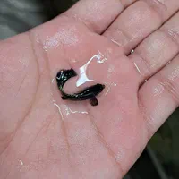 ماهی آکواریوم|ماهی|تبریز, |دیوار