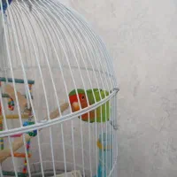 کوتوله برزیلی بسیار بازیگوش|پرنده|تبریز, |دیوار