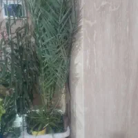 درخت نخل خرما