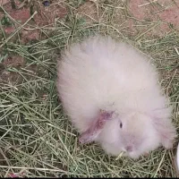 بچه خرگوش لوپ دو ماهه پشمالو