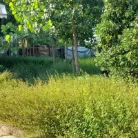 رهن خانه ویلایی|اجارهٔ خانه و ویلا|تولم شهر, |دیوار