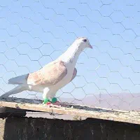 ۲۰ تا کفتر زدخوردی|پرنده|قائن, |دیوار