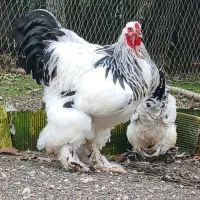 فروش مولد لایت بوف و تخم نطفه دار و جوجه|حیوانات مزرعه|تالش, تالش|دیوار