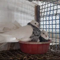 کبوترطوقی نر|پرنده|آزادشهر, |دیوار