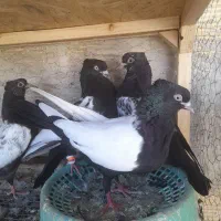 کبوتر یک جفتشو با عروس که جوجه داشته باشه میرنم|پرنده|مشهد, توس (بلوار توس)|دیوار