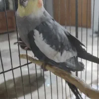 عروس هلندی