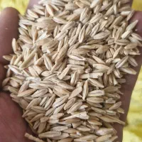 جو فروشی بذری|حراج|گنبد کاووس, |دیوار