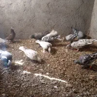پرنده زده خوردی یه بوم