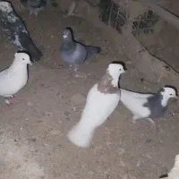 کبوتر کبوتر|پرنده|حمیدیه, |دیوار