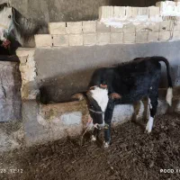 دو عدد گوساله نر دانه ای 50ملیون|حیوانات مزرعه|بیستون, |دیوار