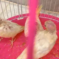 جوجه عروس هلندی|پرنده|دلند, |دیوار